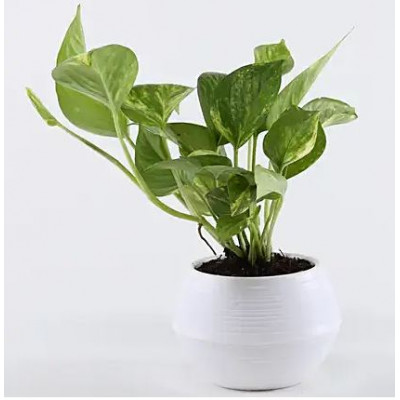 Money Plant In White Pot